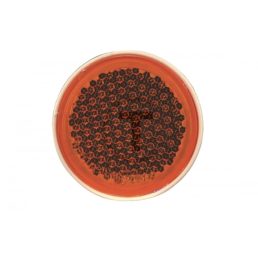 Fényvisszaverő prizma 50778623024