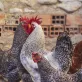 Kerbl Baromfi etetővályú 20 x 75 cm