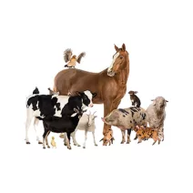 Állattartás termékek